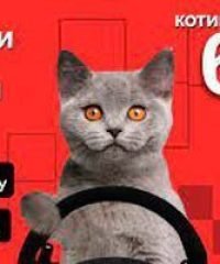 Такси 646 Кременчуг