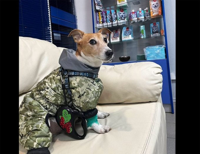 Цілодобова ветеринарна клініка 