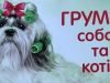 Грумінг салон 