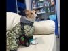 Ветеринарна клініка VetCare