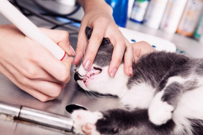 Ветеринарная клиника доктора Ермолаева