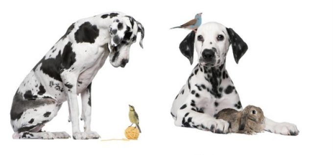 Ветеринарная клиника доктора Ермолаева